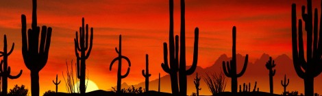 Five seasons in the Sonoran desert