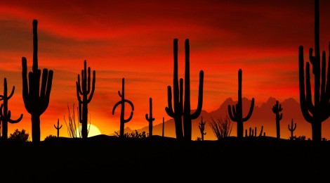 Five seasons in the Sonoran desert